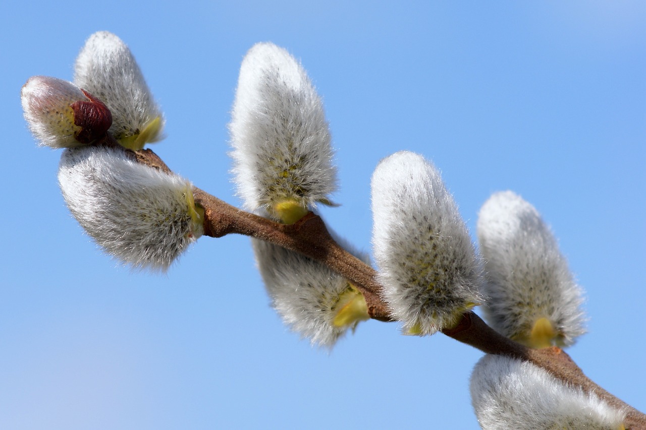 pasture hairy nature free photo