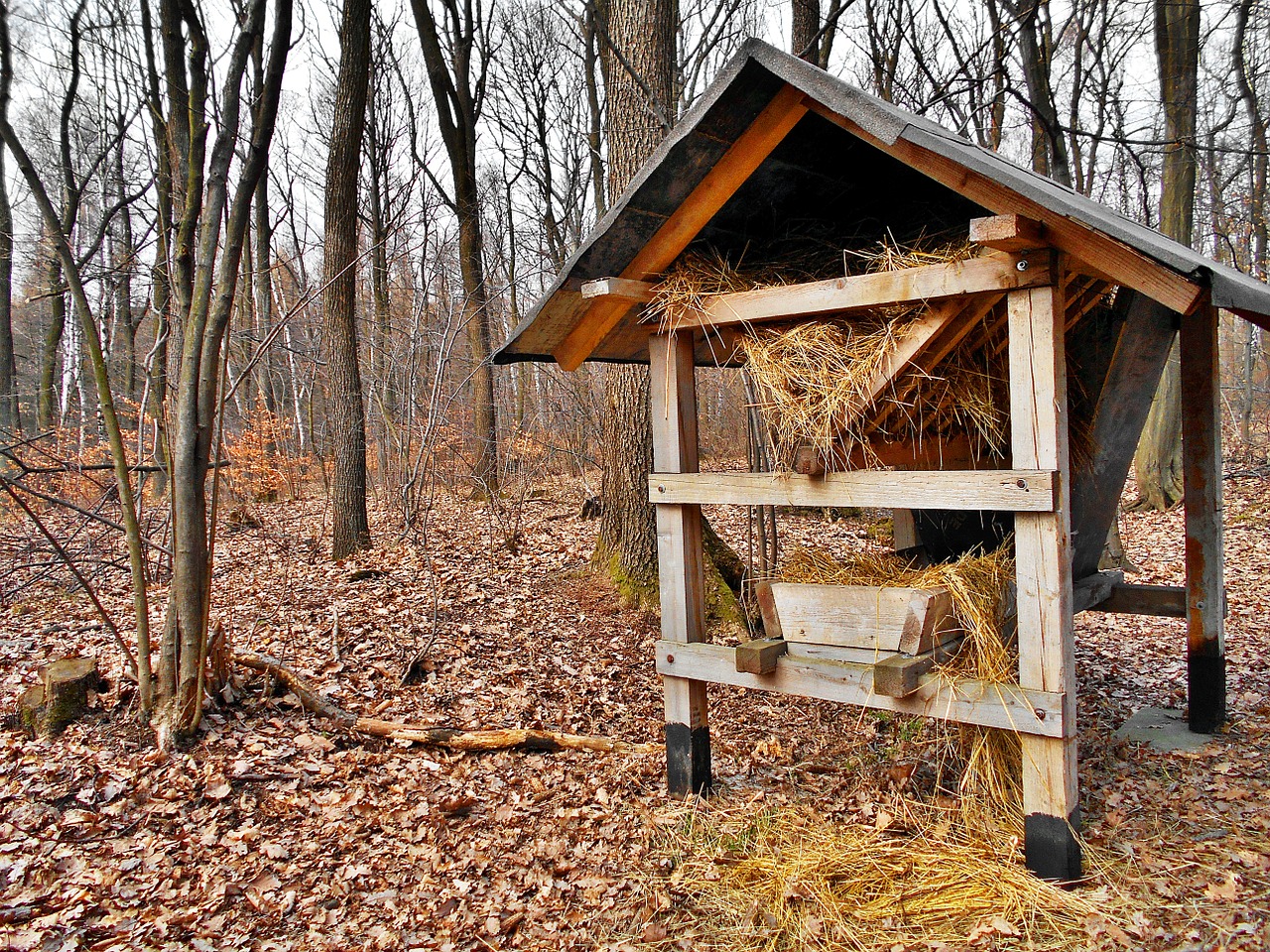 pasture forest feeding free photo