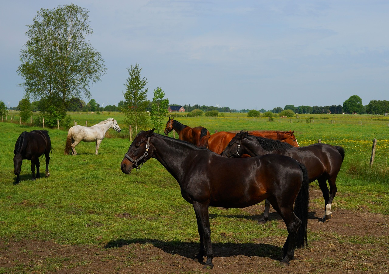 pasture horses graze free photo