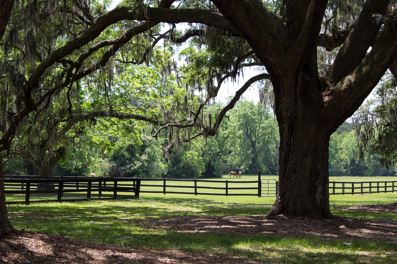 pasture horses plantation free photo