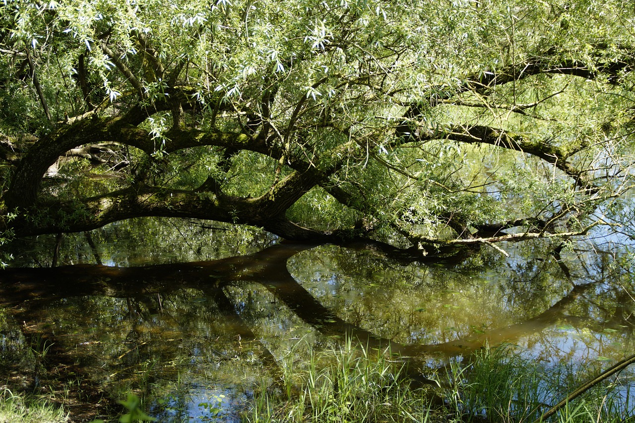 pasture branch water free photo