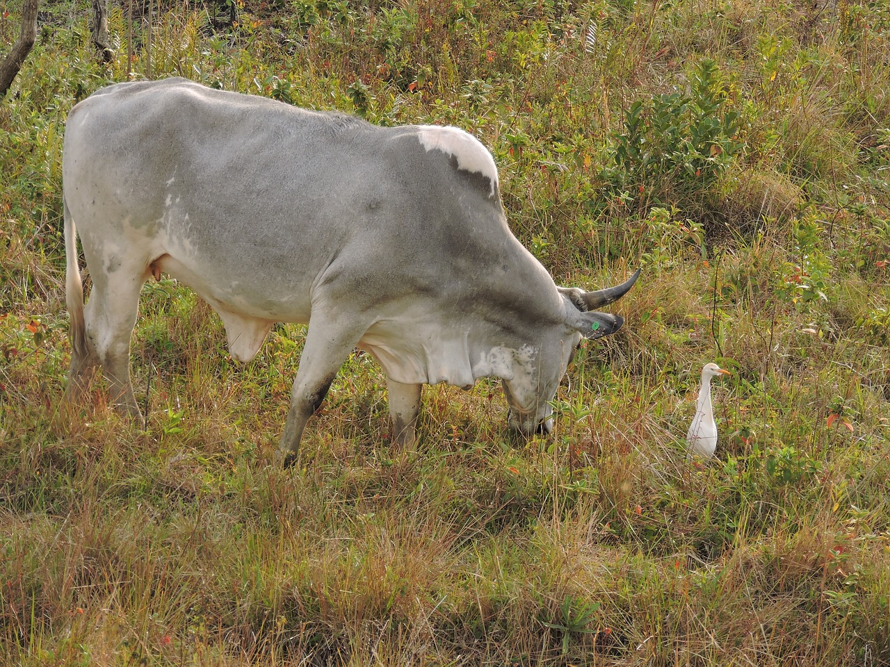 pasture boi field free photo