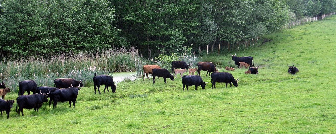 pasture cattle grass free photo