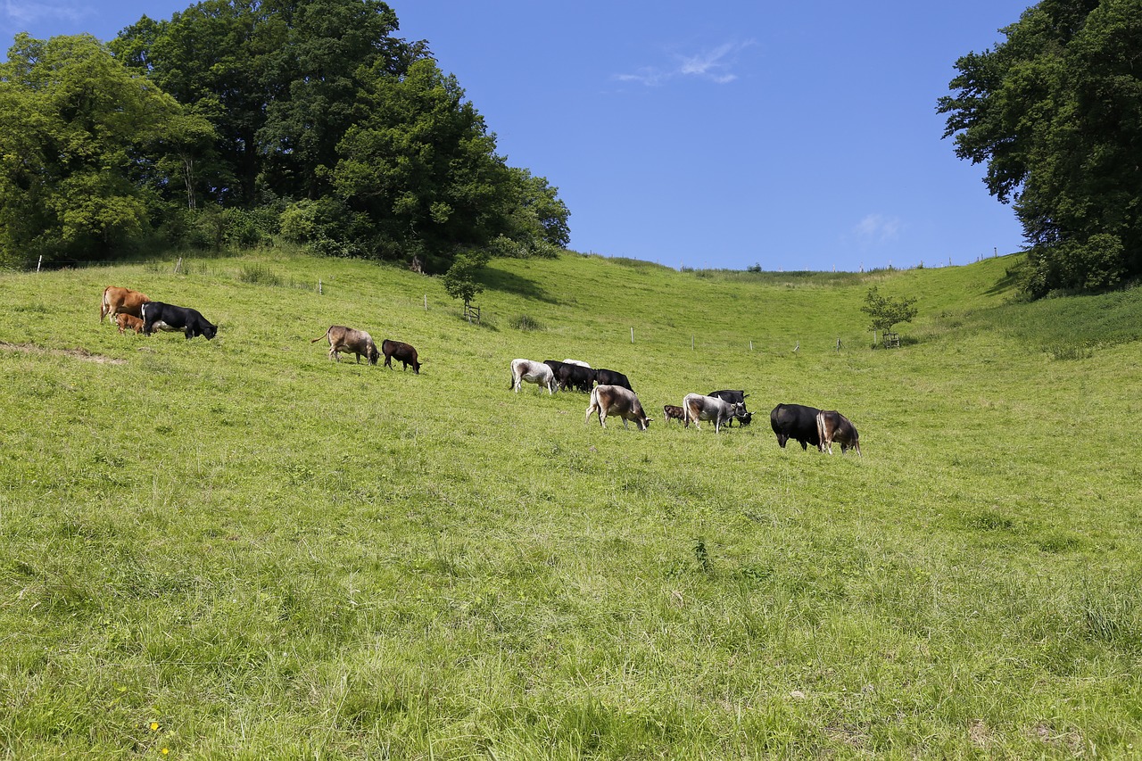 pasture cattle cows free photo