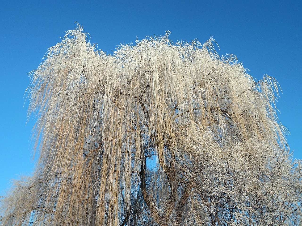 pasture winter frost free photo