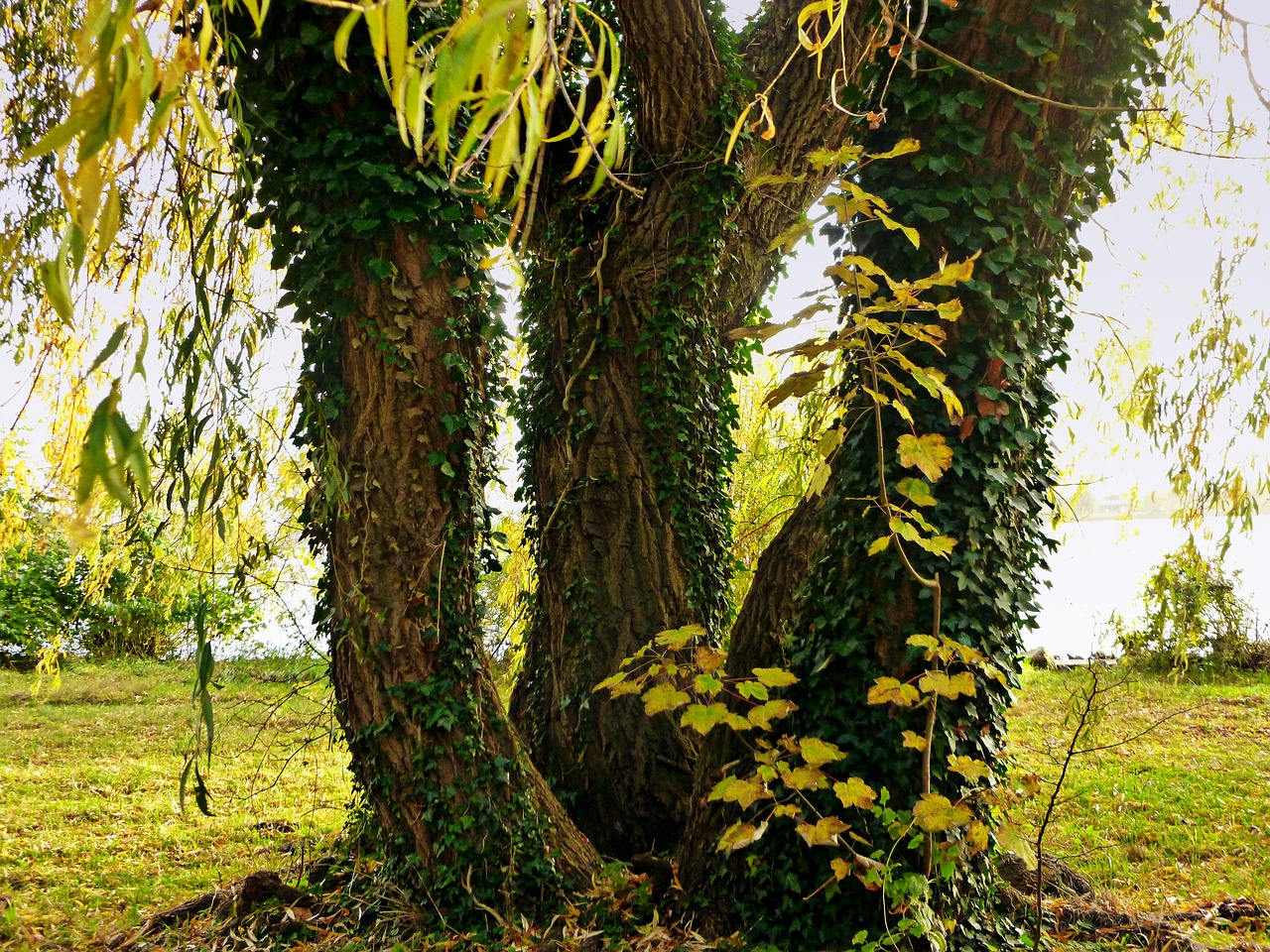 pasture tree tree trunks free photo