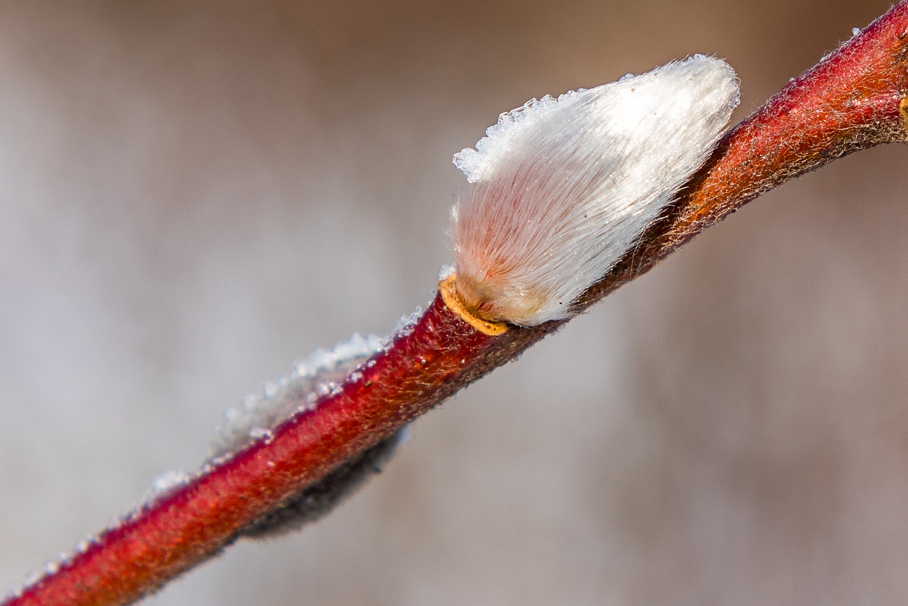 pasture nature frost free photo