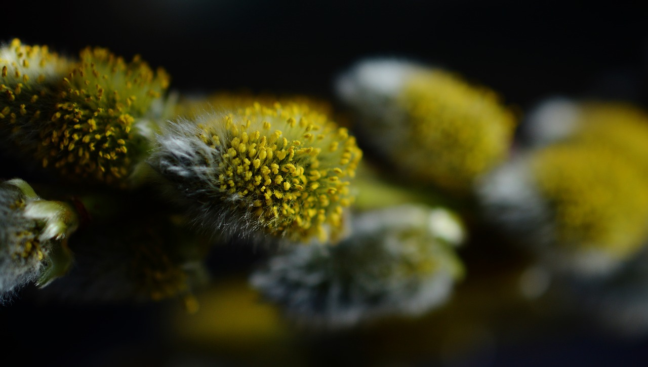 pasture willow catkin inflorescence free photo
