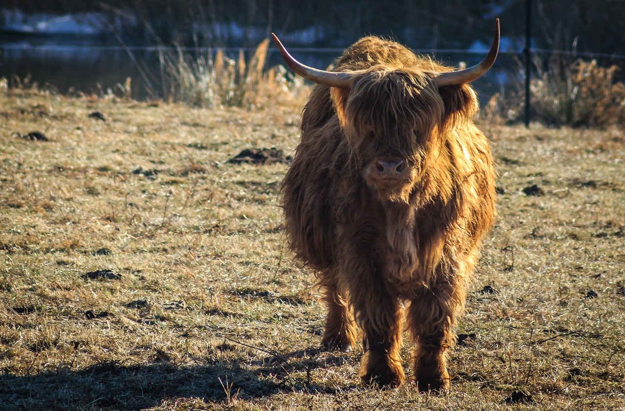 pasture cow urvieh free photo