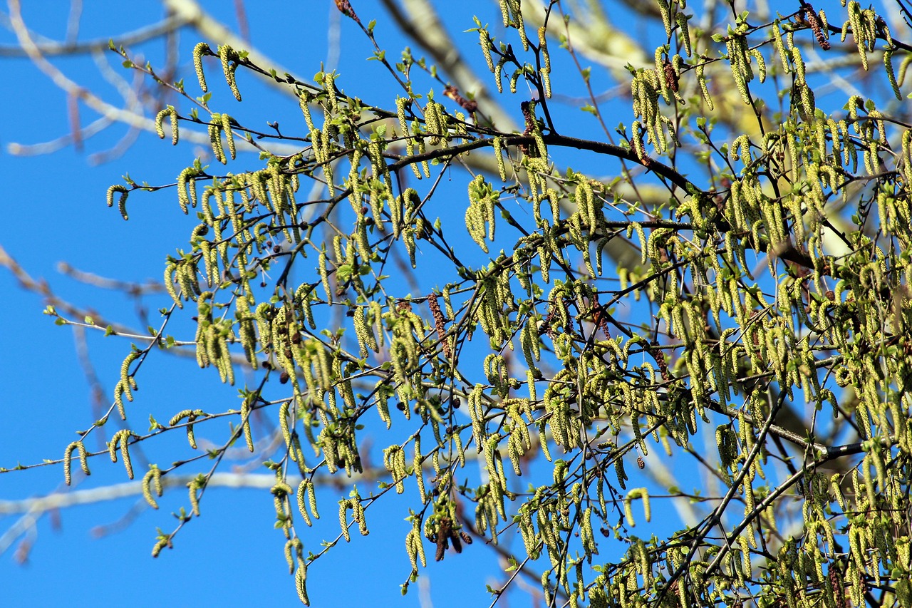 pasture tree salix free photo