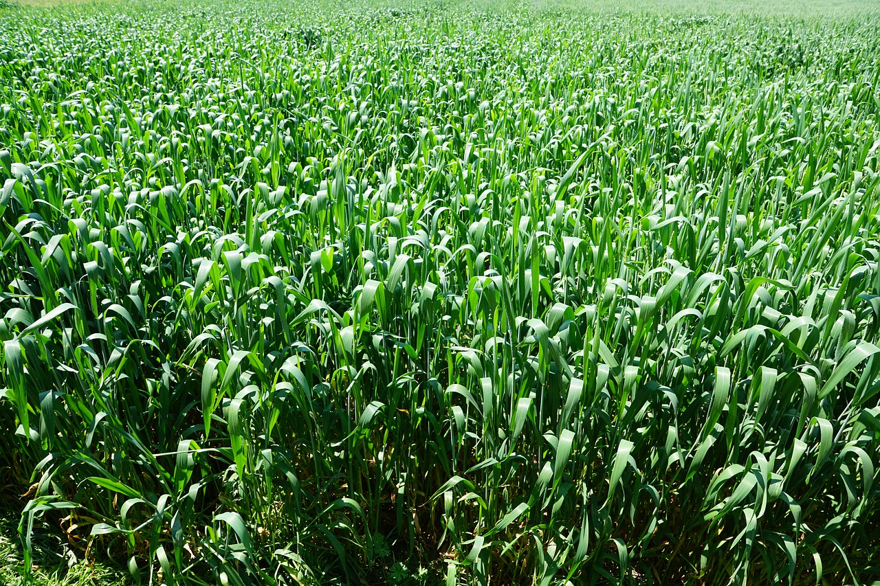 pasture field grain free photo