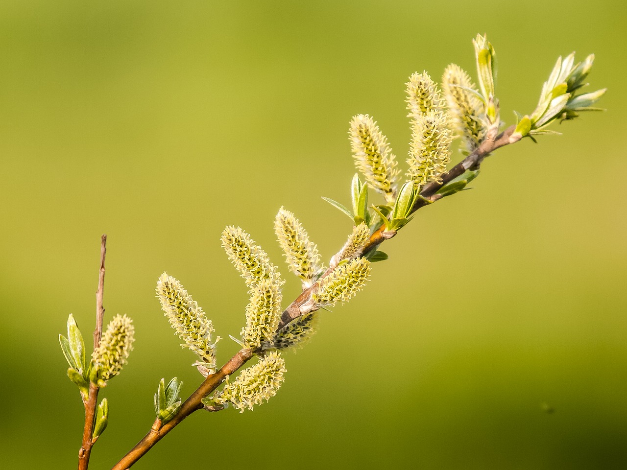 pasture blossom bloom free photo