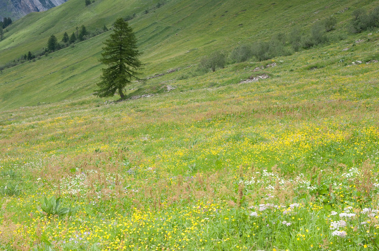 pasture evergreen valais free photo