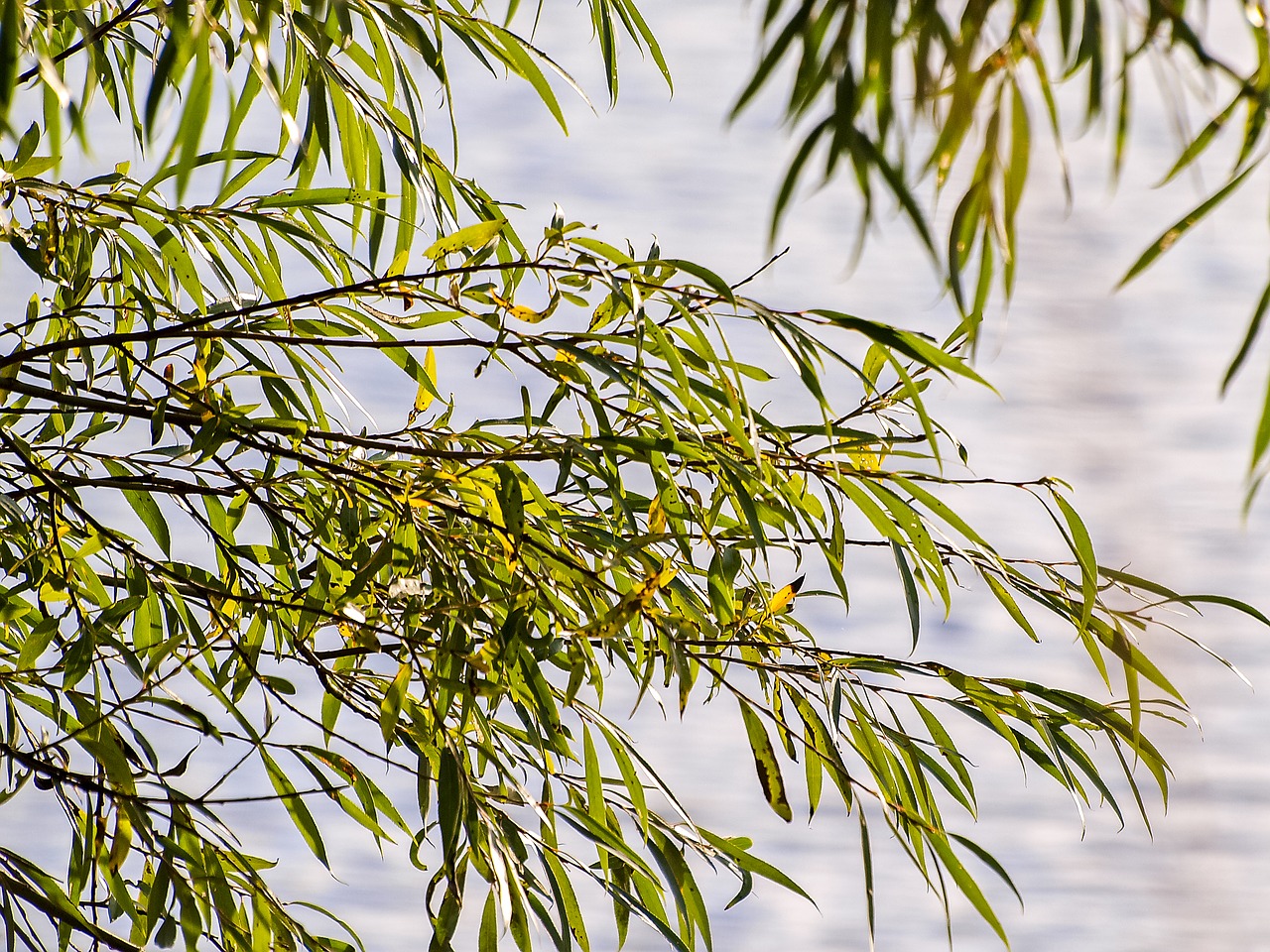 pasture tree plant free photo