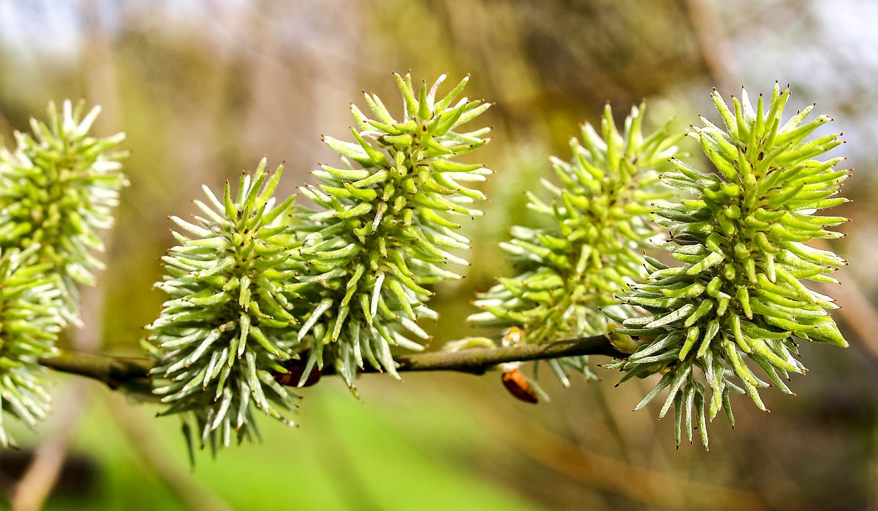 pasture bud tree free photo