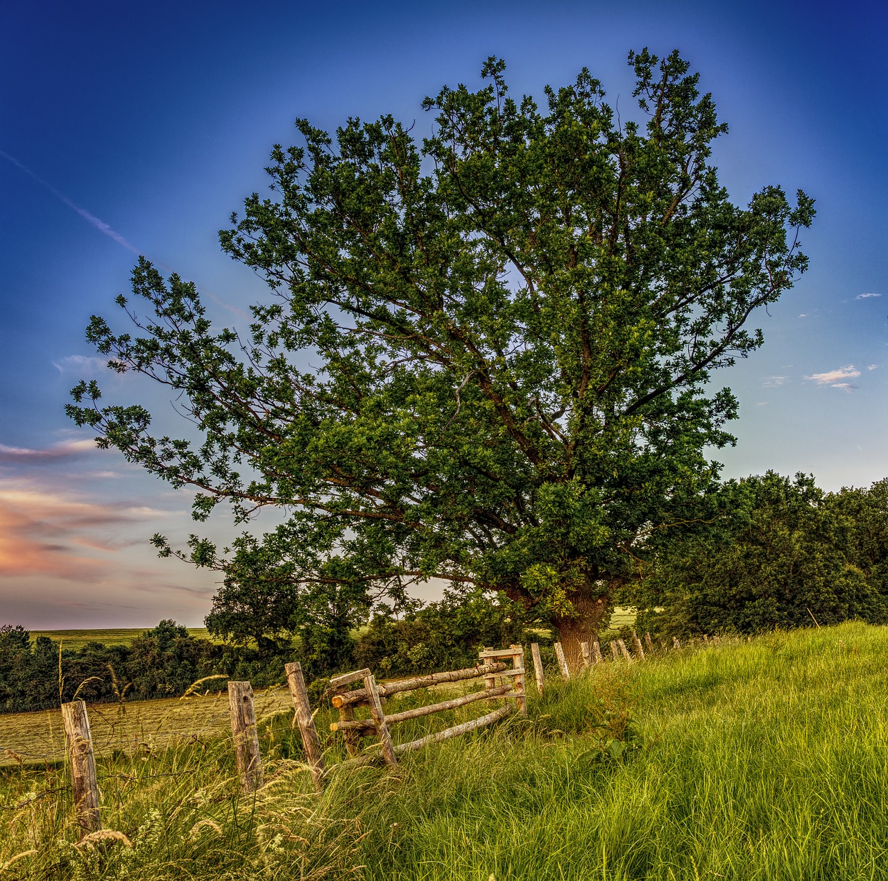 pasture tree meadow free photo