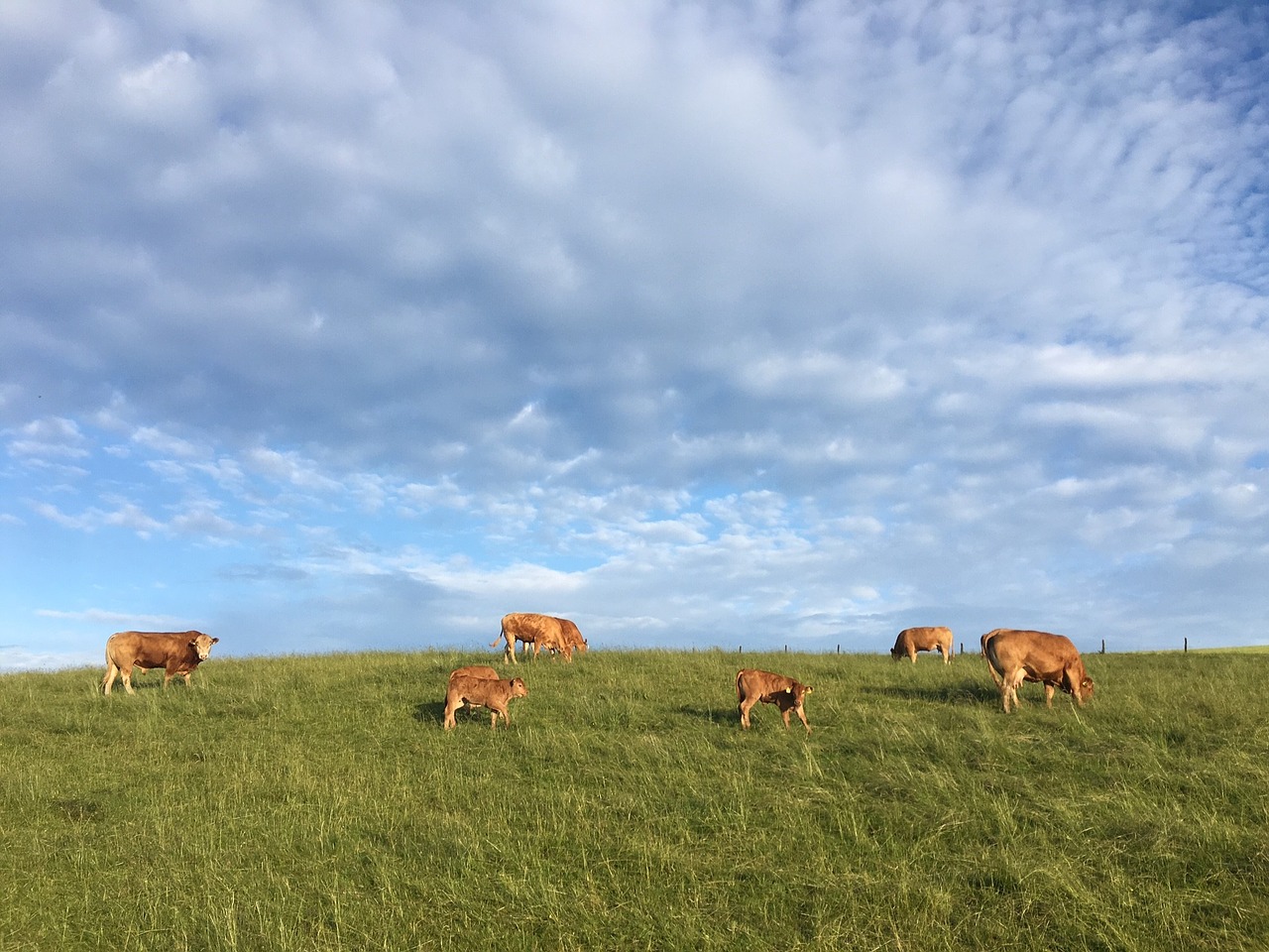 pasture cows cattle free photo