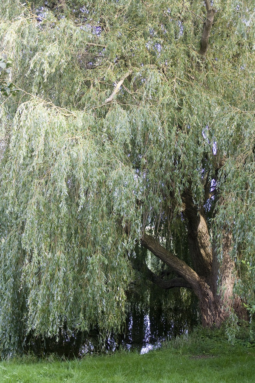 pasture weeping willow tree free photo