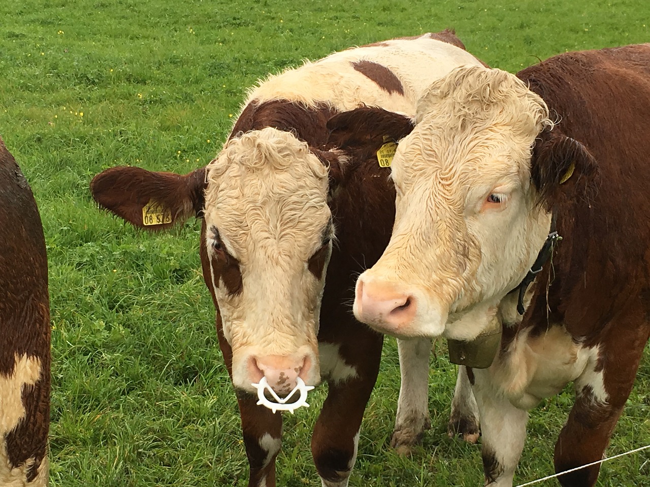 pasture cows nature free photo