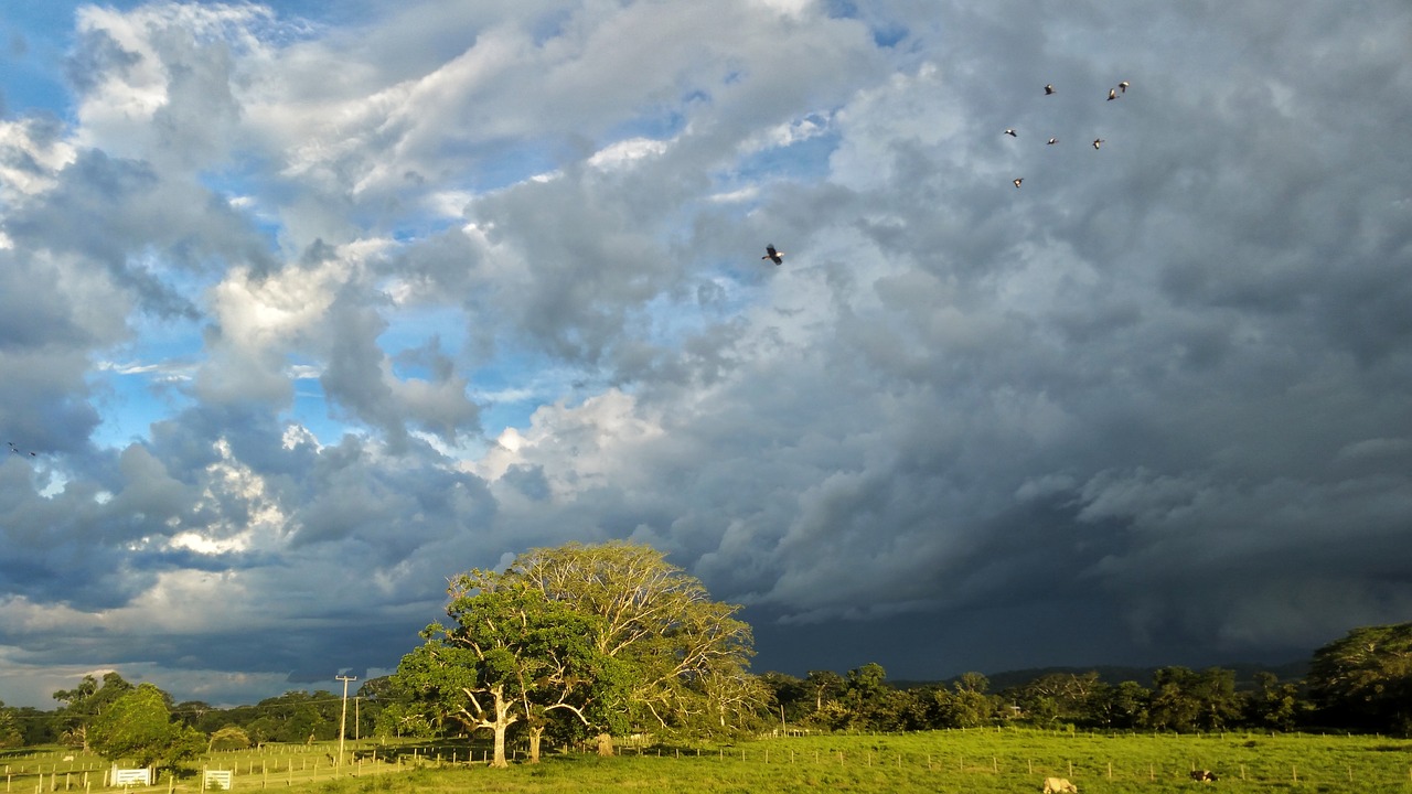 pasture clouds cows free photo