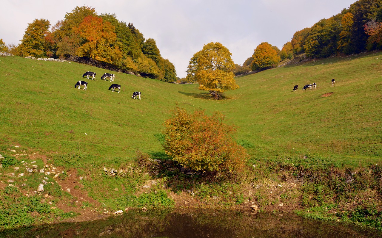 pasture prato pond free photo