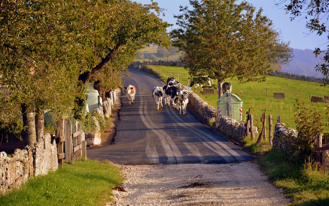 pasture road autumn free photo