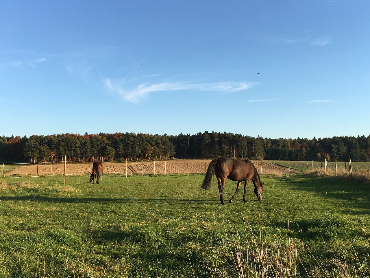 pasture coupling horses free photo