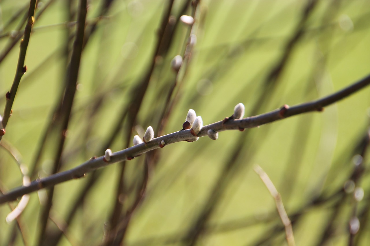 pasture spring willow catkin free photo