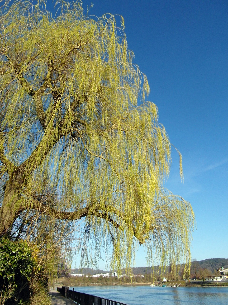 pasture spring spring dress free photo