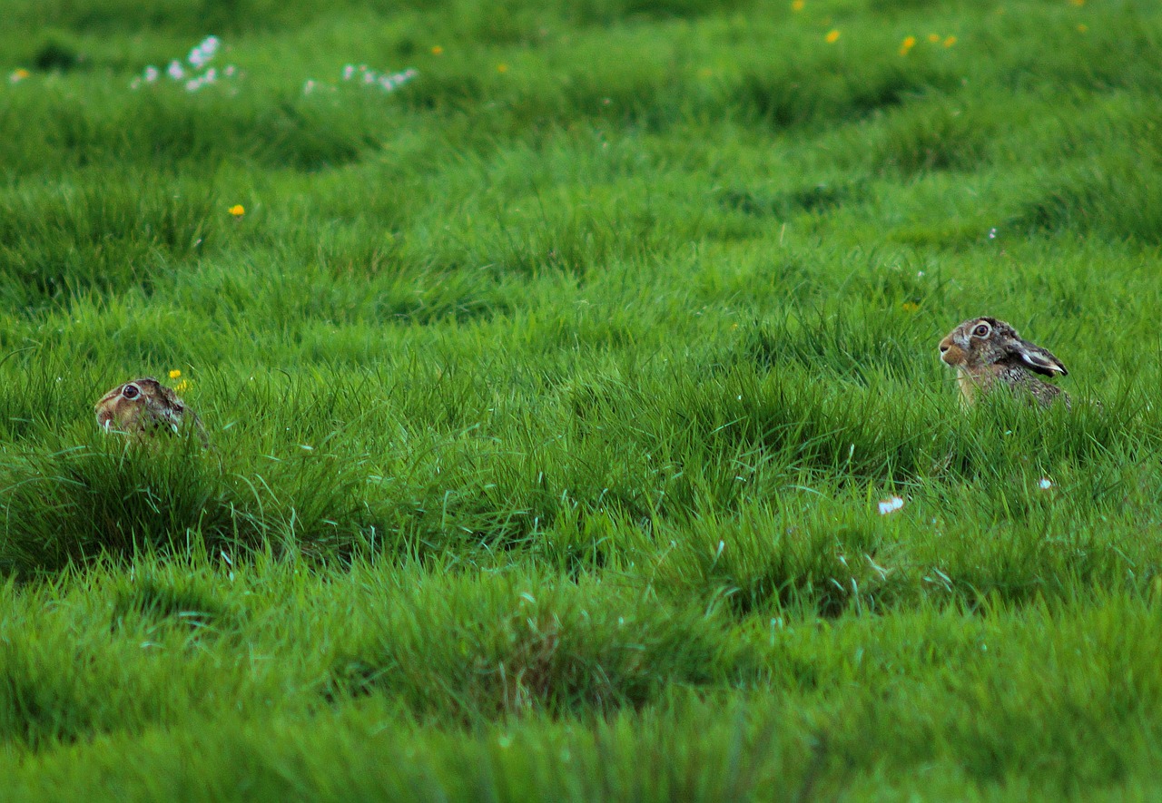 pasture grass 2 rabbits free photo
