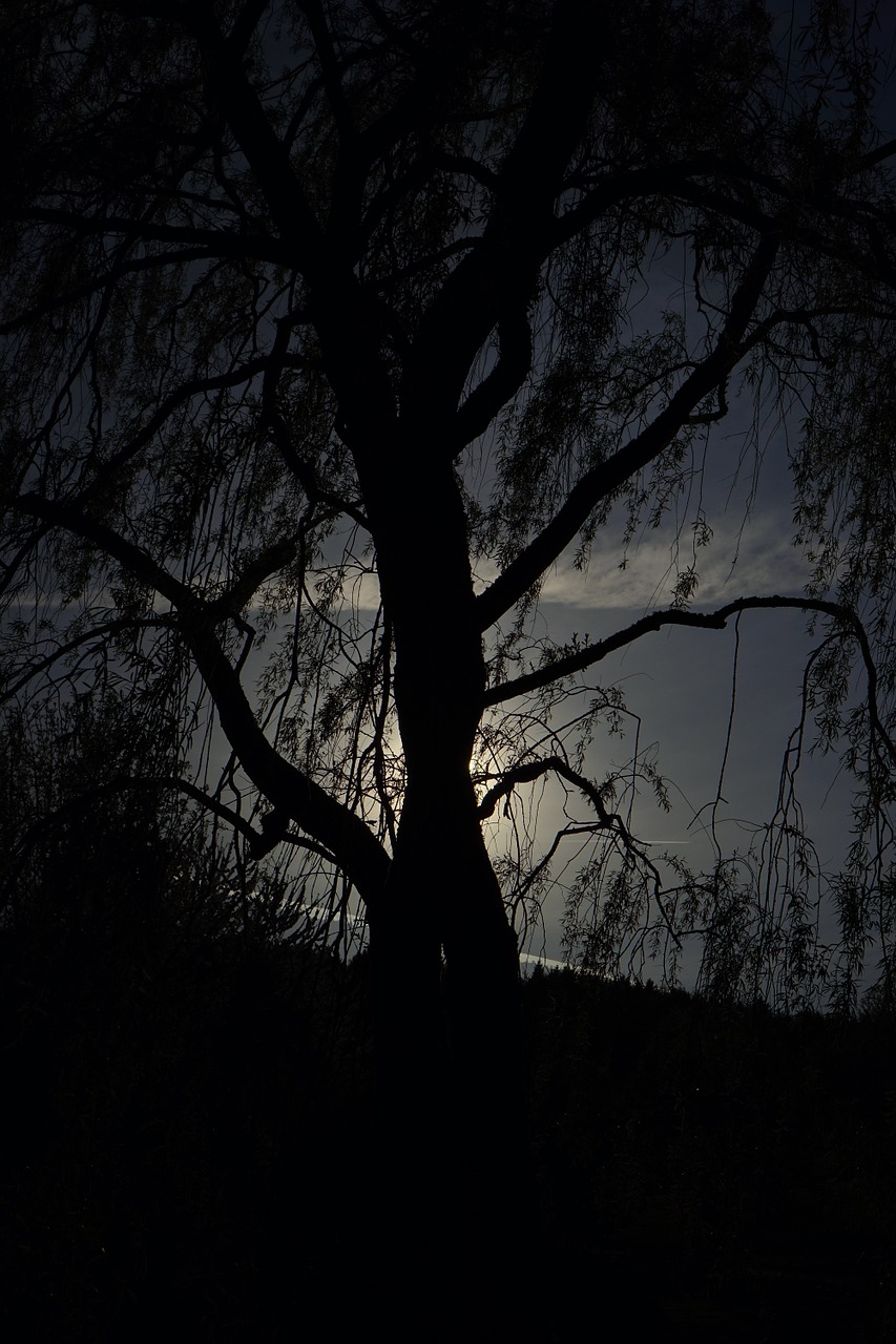 pasture tree back light free photo