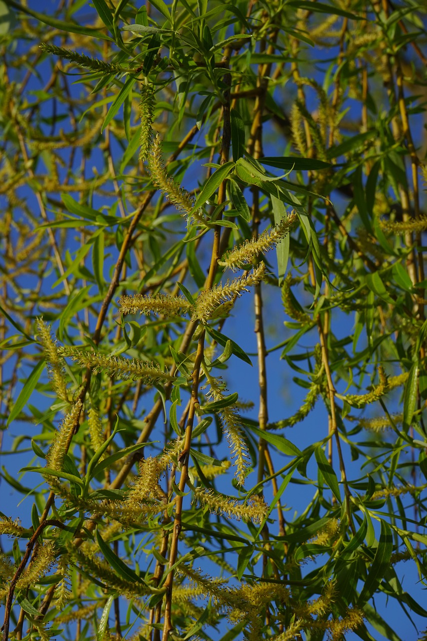 pasture tree aesthetic free photo