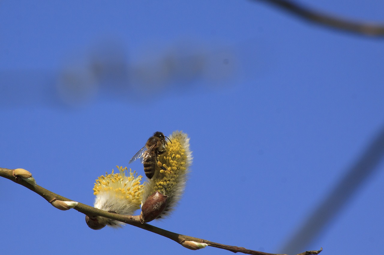 pasture pussy willow salix caprea free photo