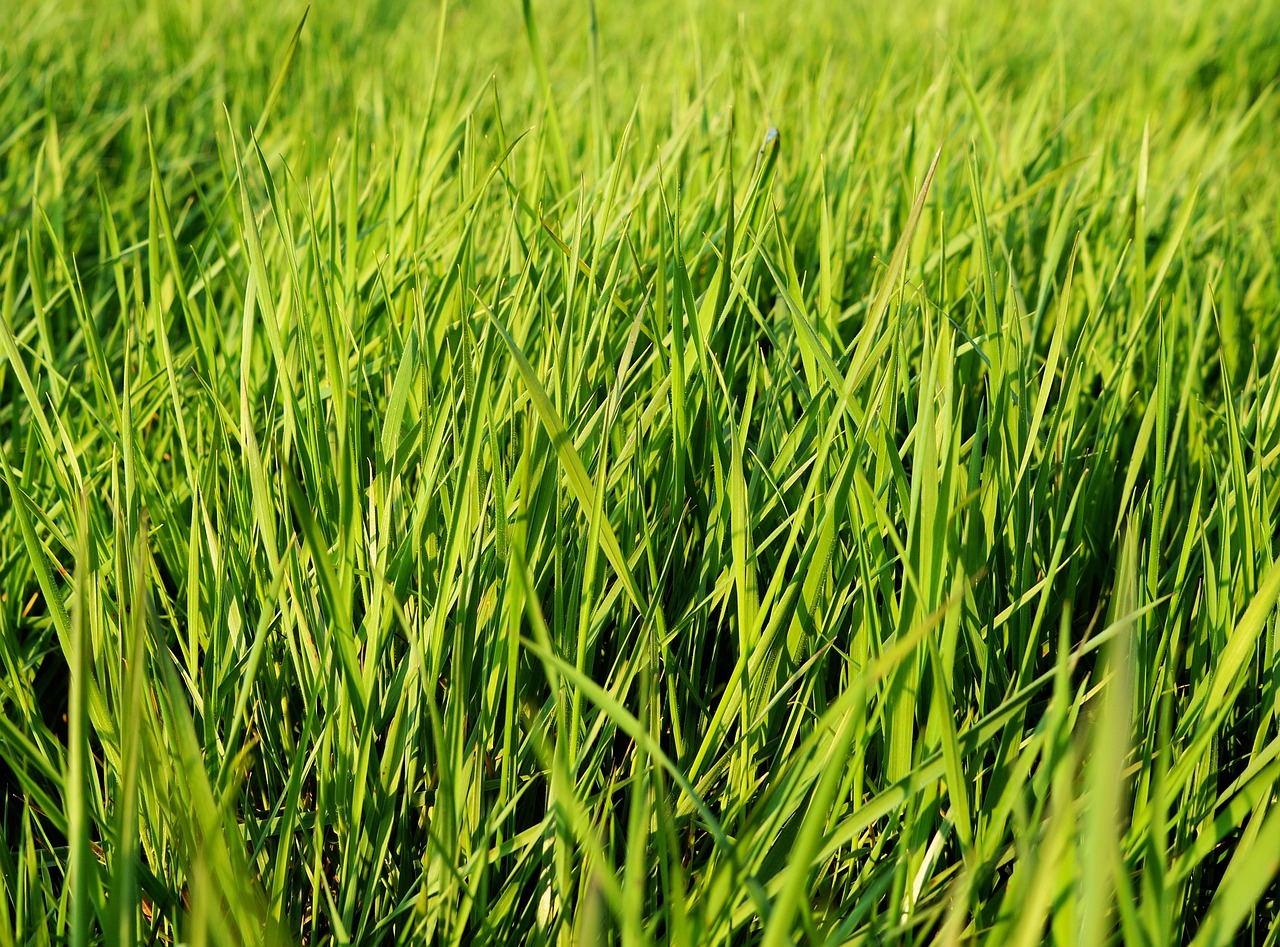 pasture grass landscape free photo