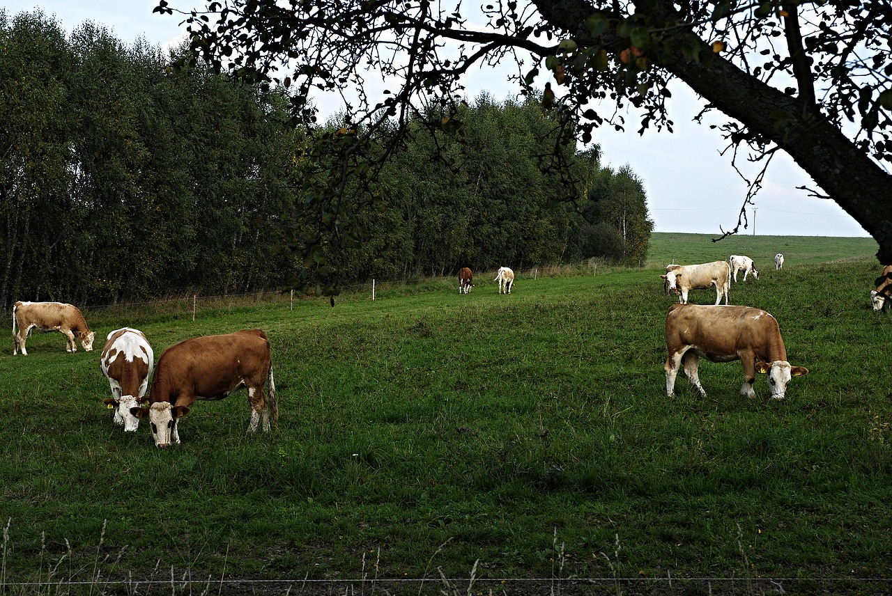 pasture cows fence free photo