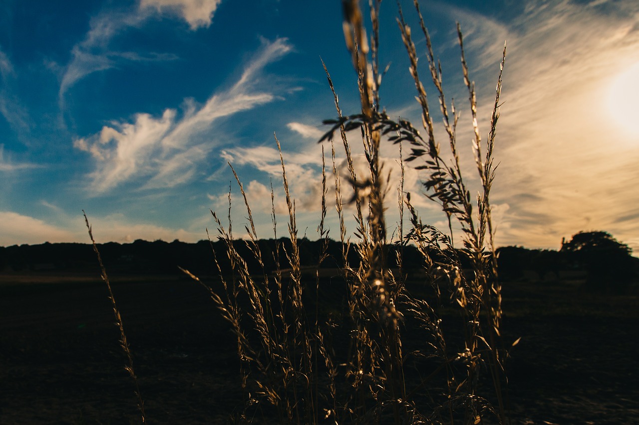 pasture field grass free photo