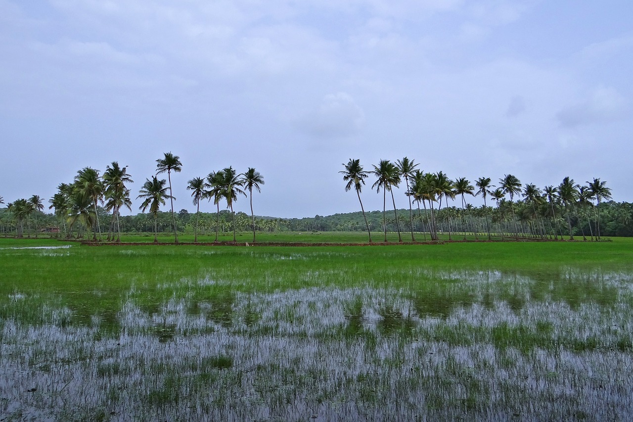 pasture low-land buffaloes free photo