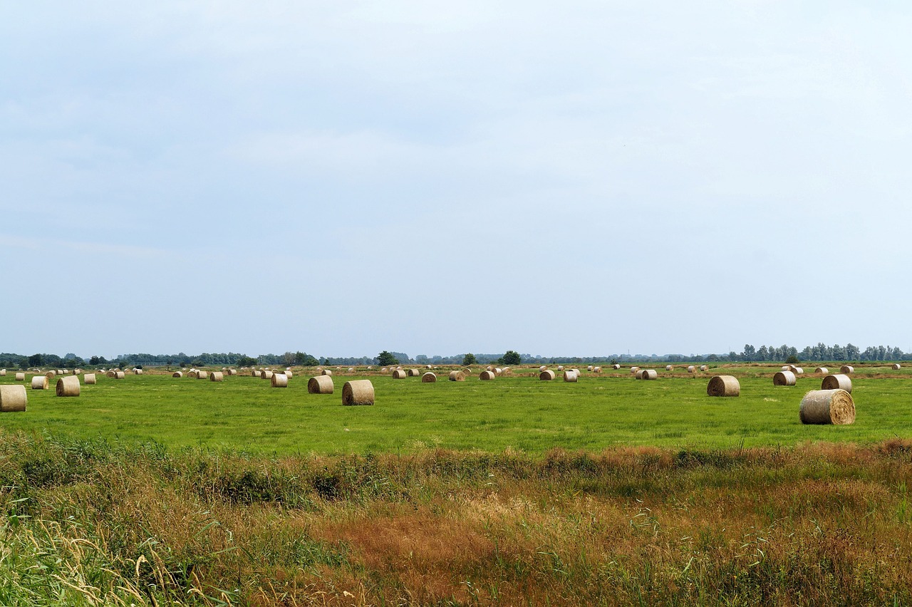 pasture agriculture hay free photo