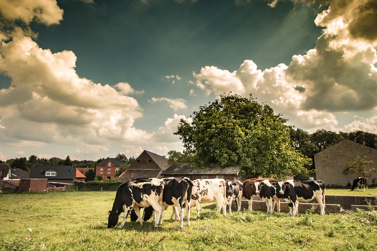 pasture  agriculture  cows free photo