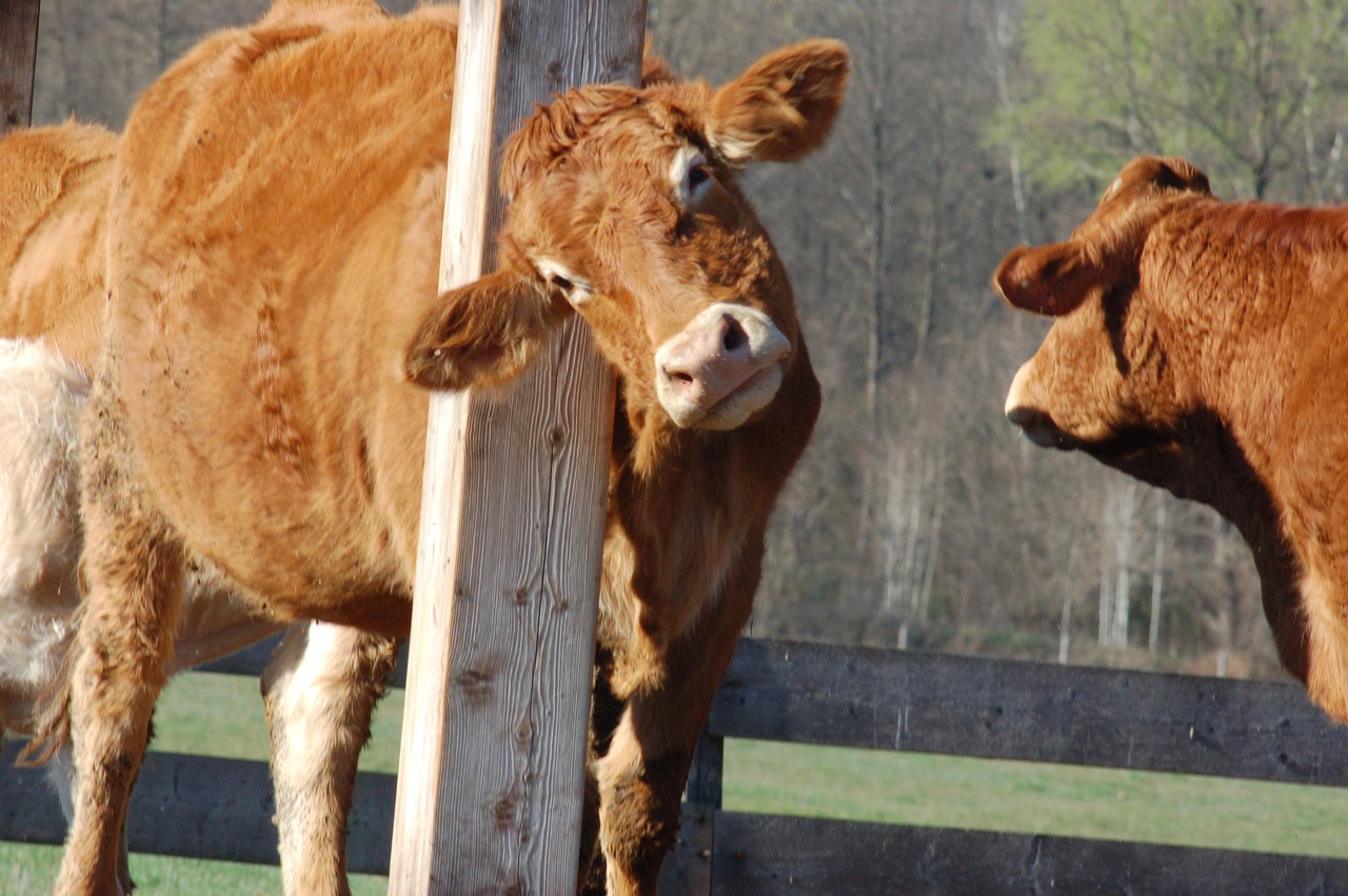 pasture  cow  cattle free photo