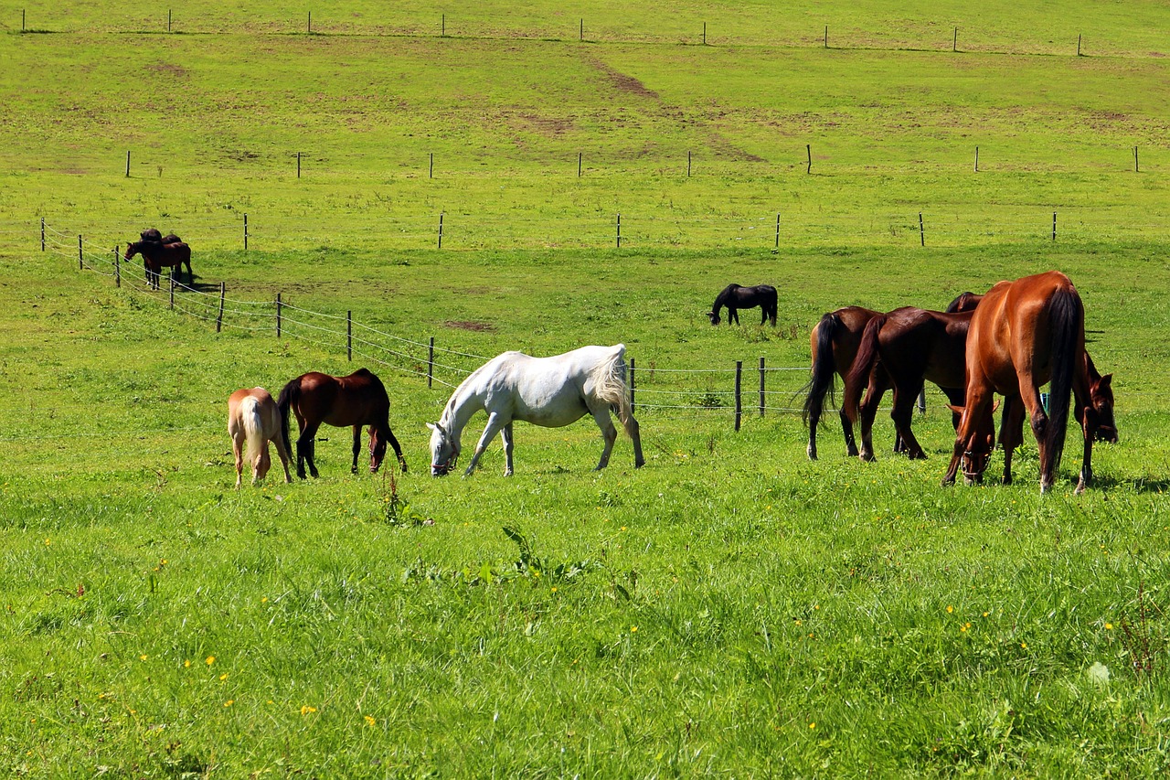pasture horses horse pasture free photo