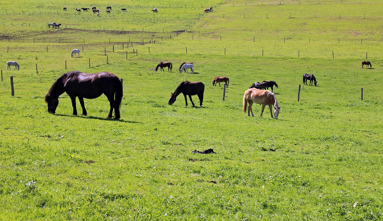 pasture horses horse pasture free photo