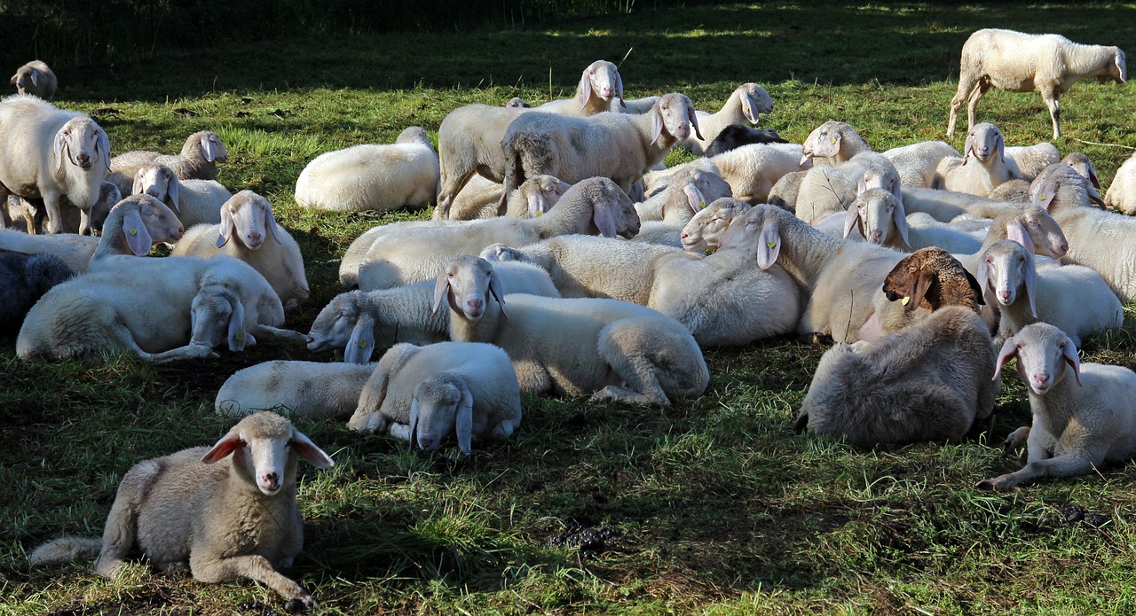 pasture flock of sheep flock free photo