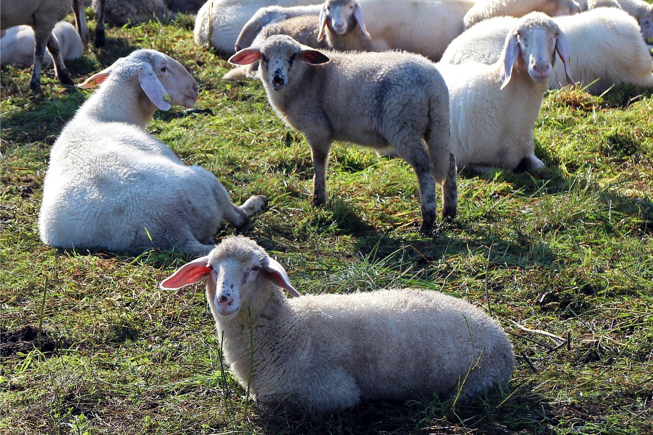 pasture flock of sheep flock free photo