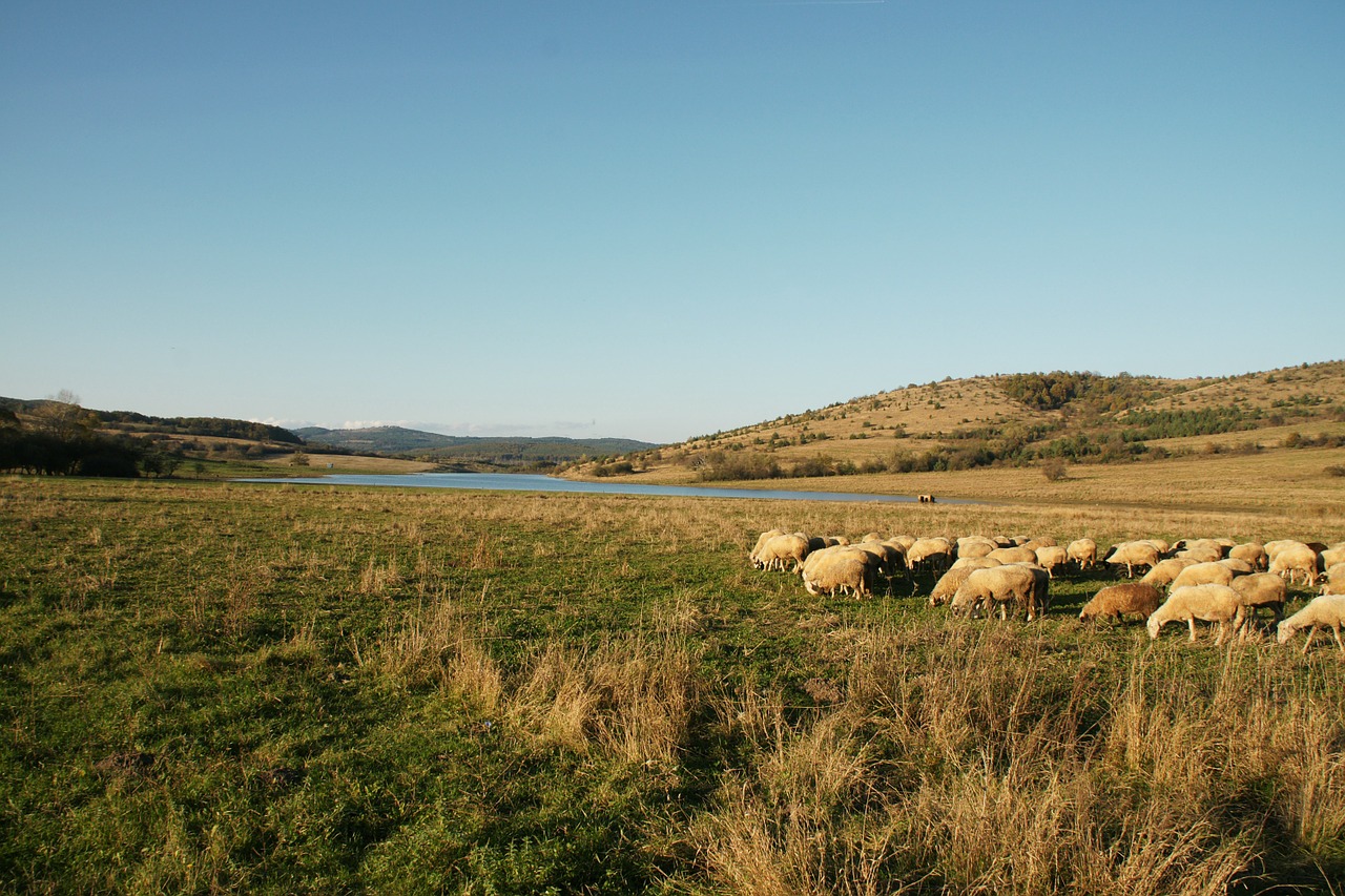 pasture sheep landscape free photo