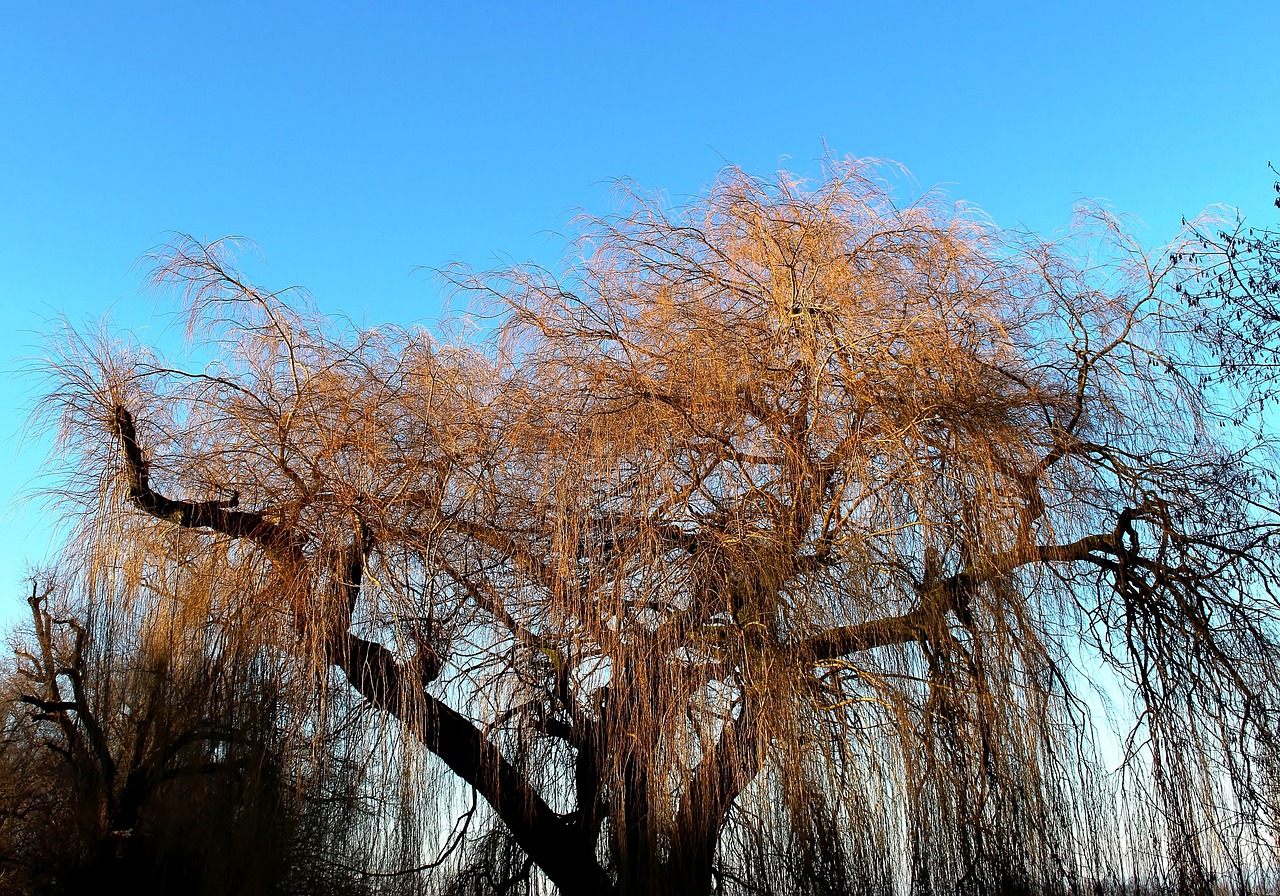 pasture tree weeping willow free photo