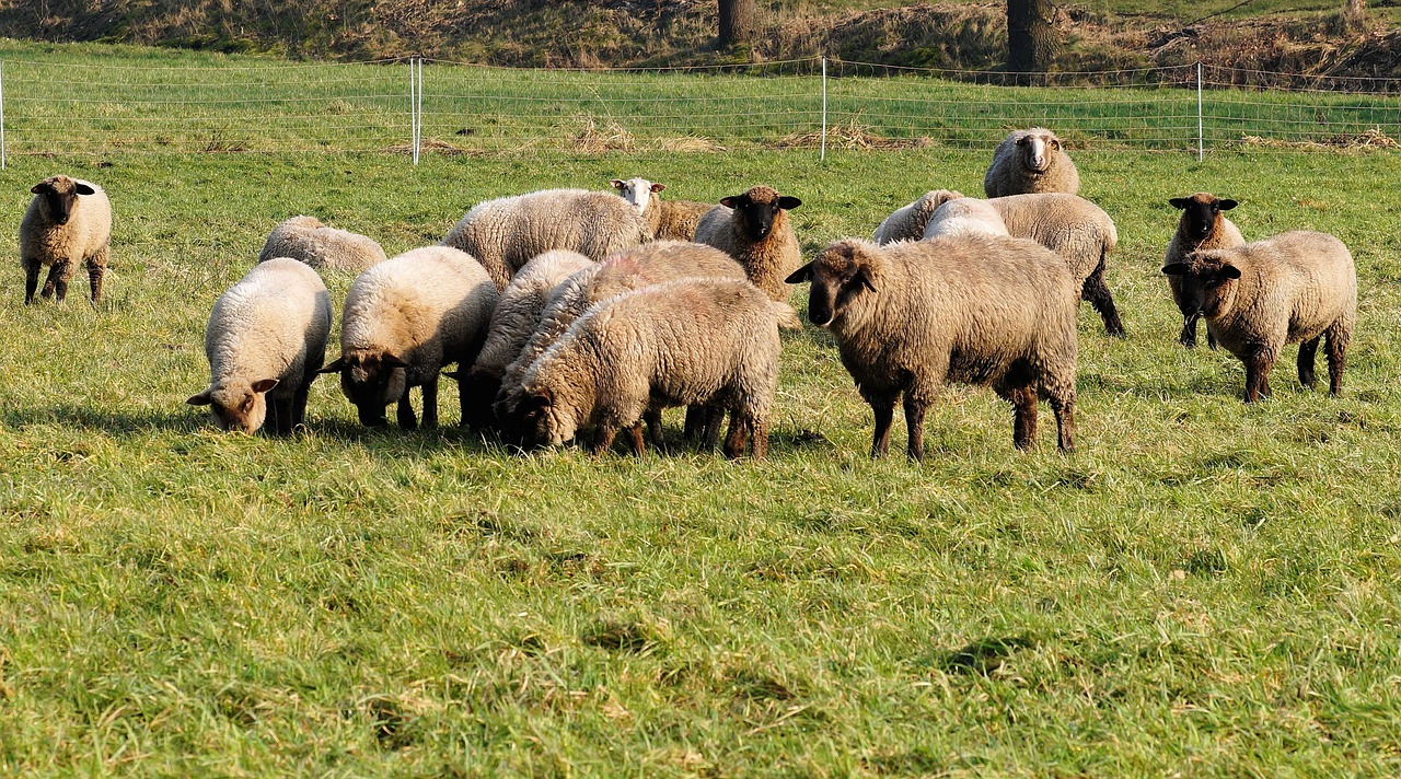 pasture sheep flock free photo