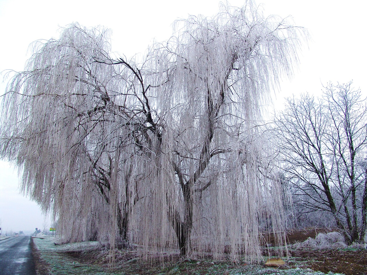 pasture wood winter free photo