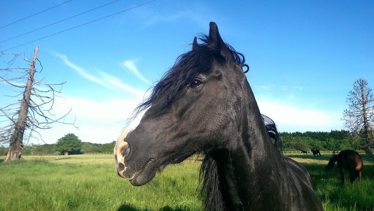 pasture horse black free photo