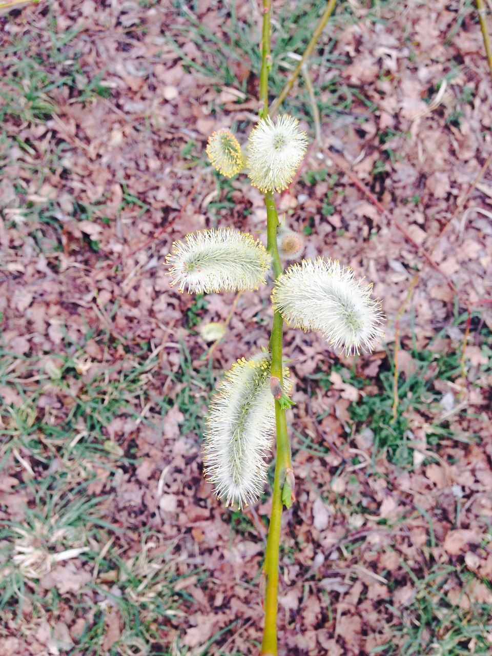 pasture tree nature free photo